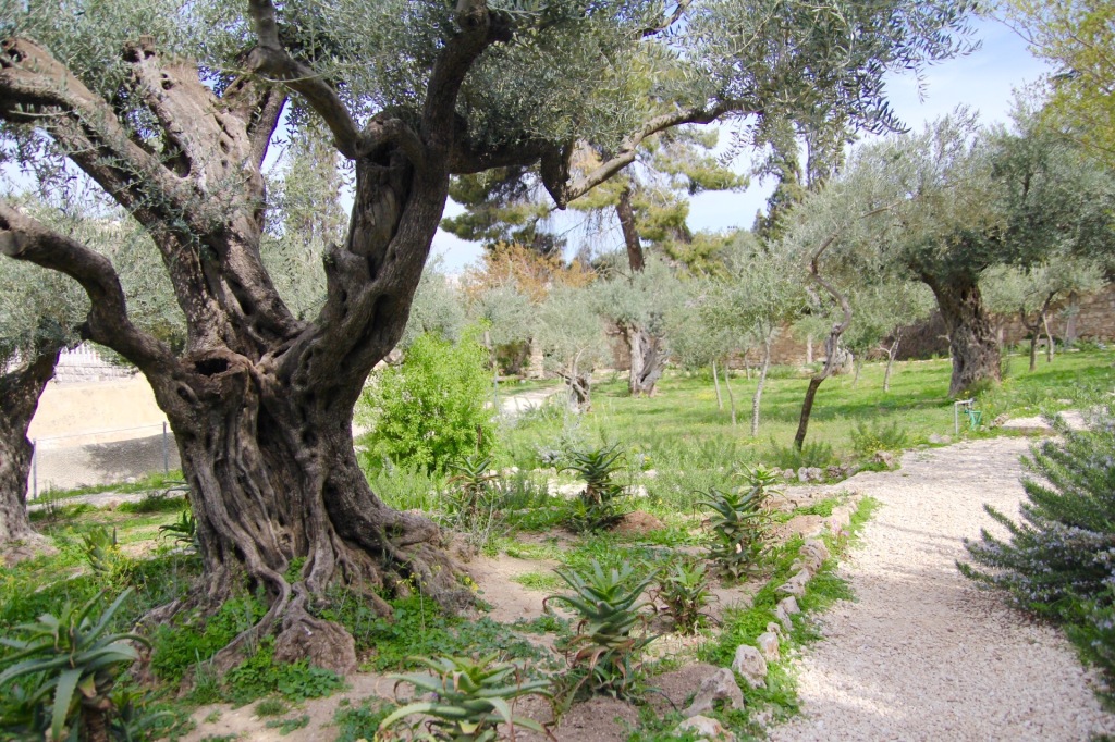 Garden of Olives 3