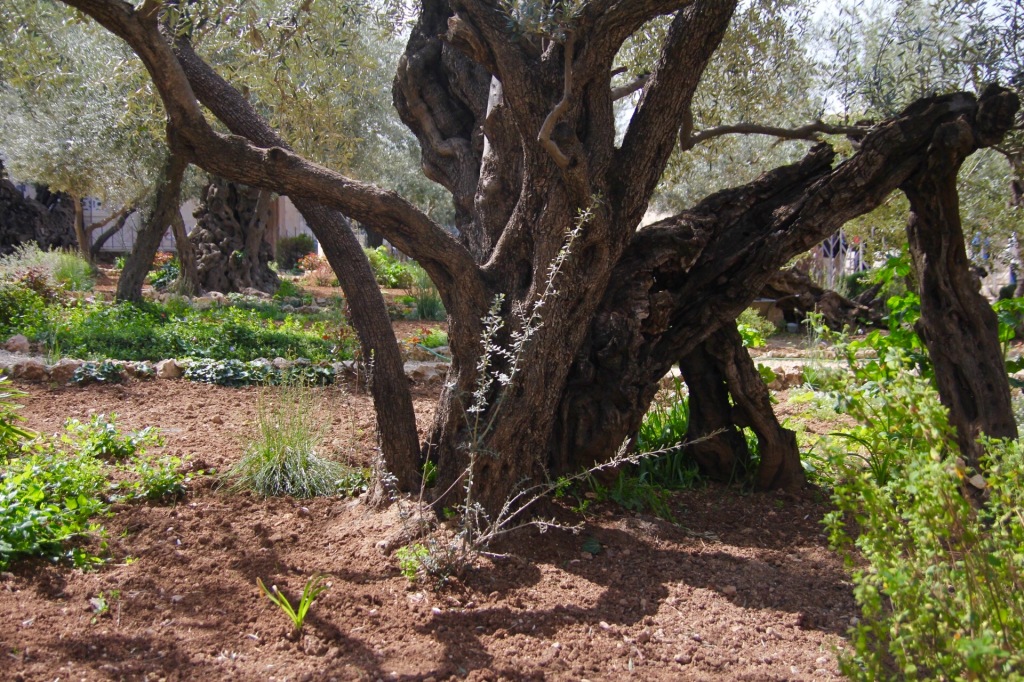 Garden of Olives 5