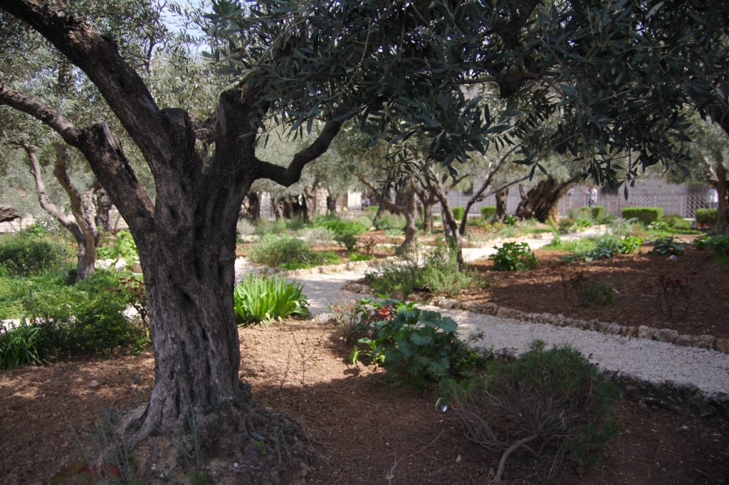 Garden of Olives 6