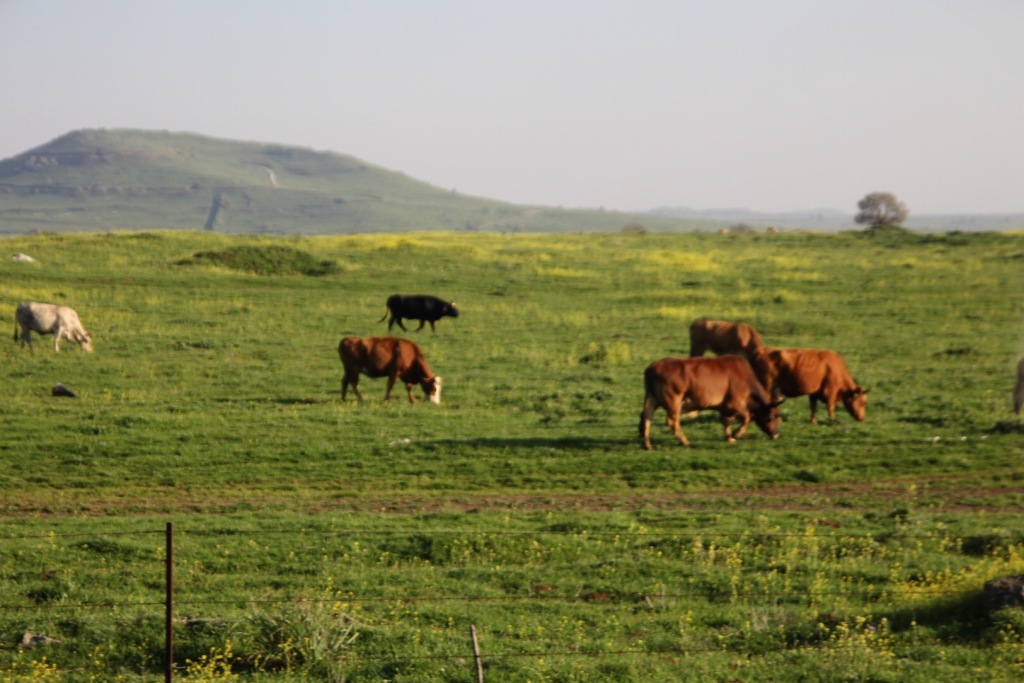 Golan Heights cow