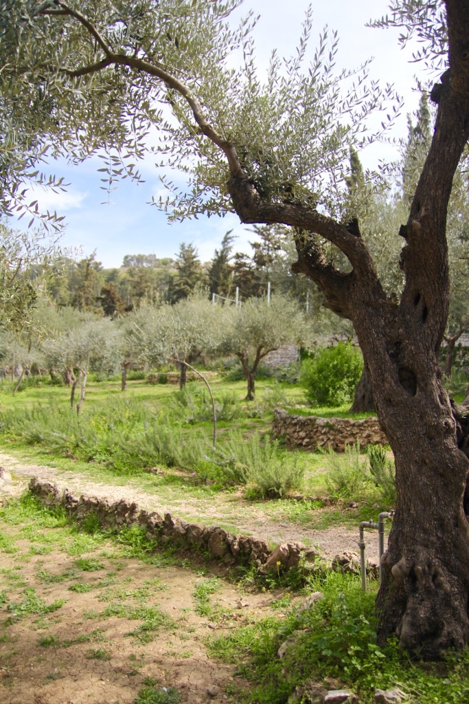 Olive of Garden 2